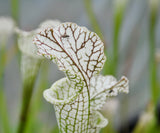 Sarracenia leucophylla "pronounced lip, green/white"