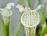 Sarracenia leucophylla "pronounced lip, green/white"