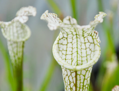 Sarracenia leucophylla "pronounced lip, green/white"