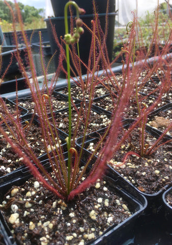 Drosera filiformis var. floridana