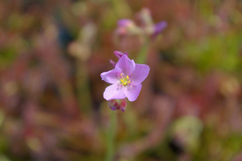 Graines de Drosera aliciae