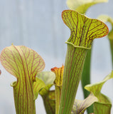 Sarracenia x popei