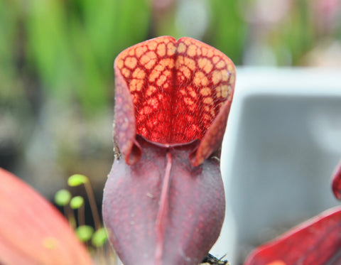 Sarracenia x (x courtii x purpurea)