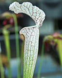 Sarracenia leucophylla