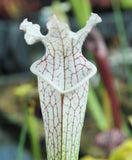 Sarracenia leucophylla