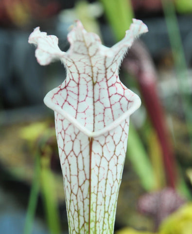 Sarracenia leucophylla