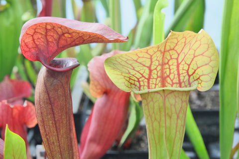 Sarracenia x 'Whale Tail'