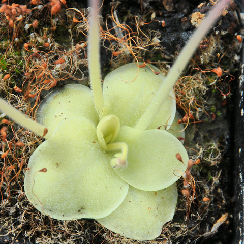 Pinguicula 'Huahuapan'