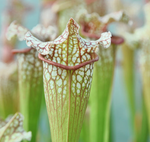 Sarracenia x leucophylla