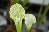 Sarracenia leucophylla f. viridescens