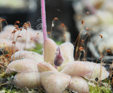 PInguicula linz