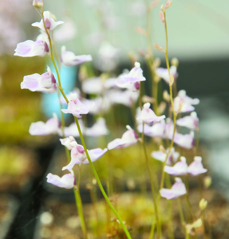 Utriculaire livida "Durban"