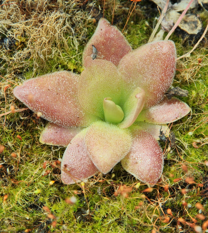 Pinguicula x "marciano"