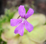 Pinguicula rectifolia