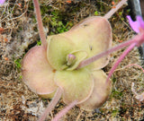 Pinguicula rectifolia