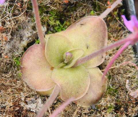 Pinguicula rectifolia
