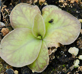 Pinguicula rectifolia