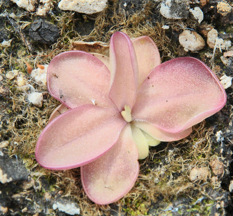 Pinguicula x "seductora"