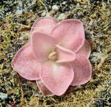 Pinguicula 'Sethos'