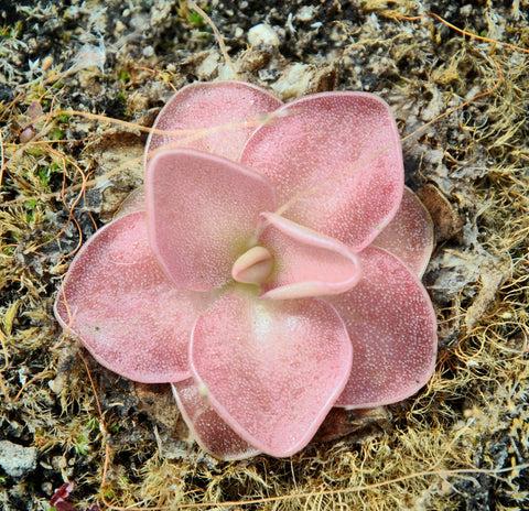 Pinguicula 'Sethos'
