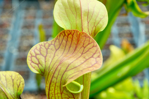 sarracenia x harperi