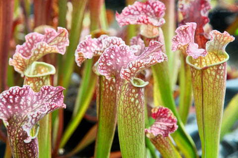 Sarracenia x velvet