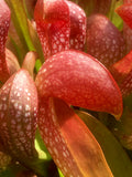 Sarracenia x formosa